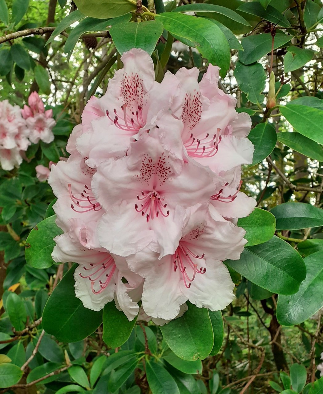'Mother of Pearl'
